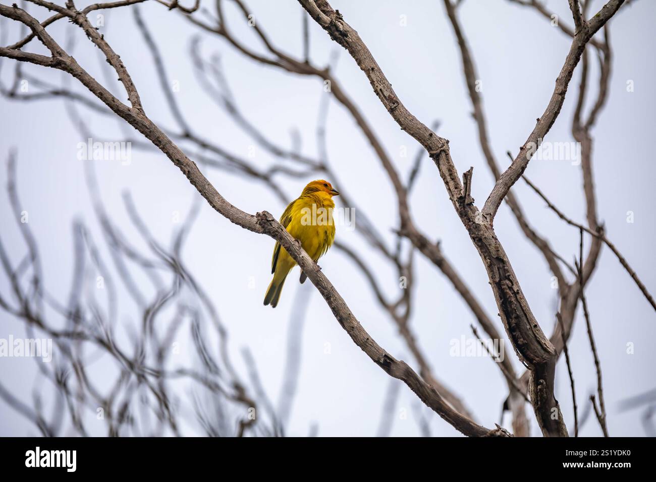 Yellow canary perched on a branch Stock Photo