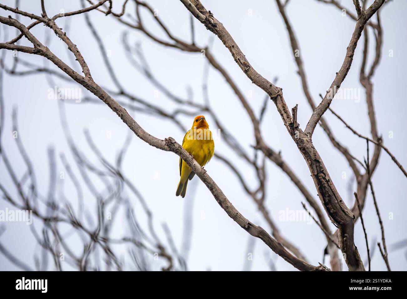 Yellow canary perched on a branch Stock Photo