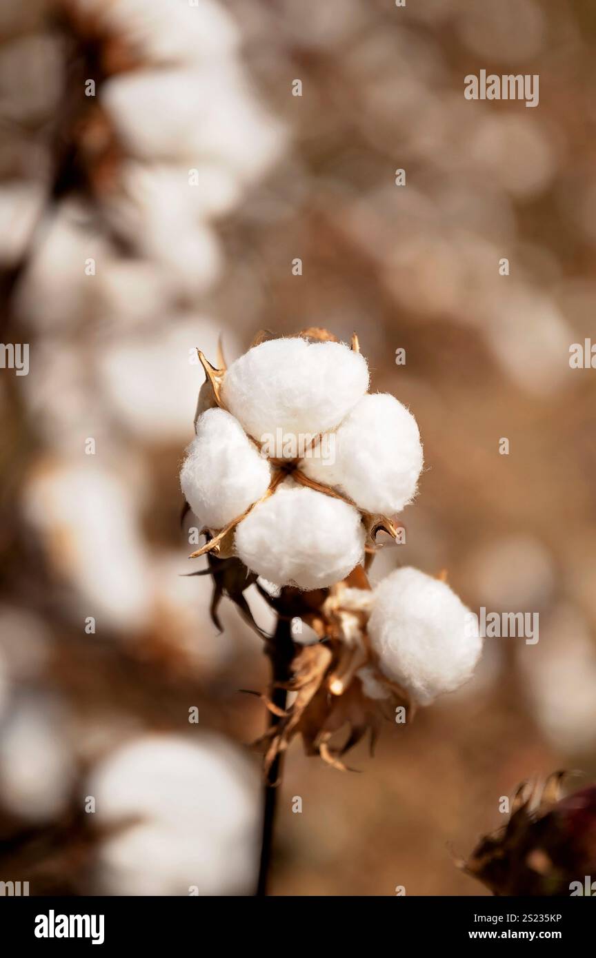 Close-up of a fully mature cotton boll on a plant, blurred background Stock Photo