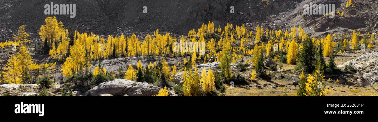 WA26169-00.....WASHINGTON - Western larch (Larix occidentalis) trees along the Lake Ingalls Trail #1390. Wenatchee National Forest. Stock Photo