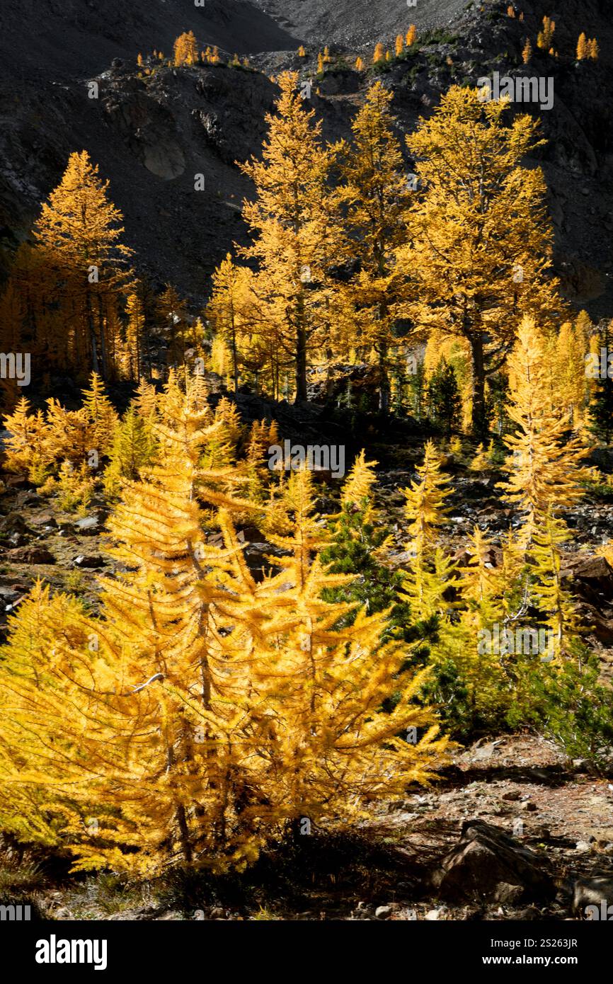 WA26172-00.....WASHINGTON - Western larch (Larix occidentalis) trees along the Lake Ingalls Trail #1390. Wenatchee National Forest. Stock Photo