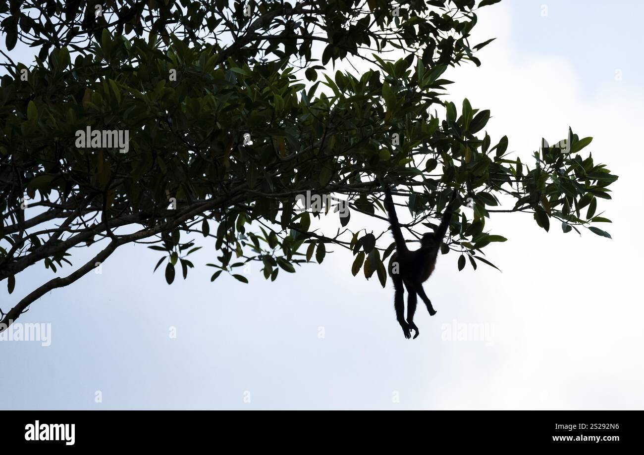 Geoffroy's spider monkey (Ateles geoffroyi), monkey foraging in a tree, Sirena, Corcovado National Park, Osa, Puntarena Province, Costa Rica, Central Stock Photo