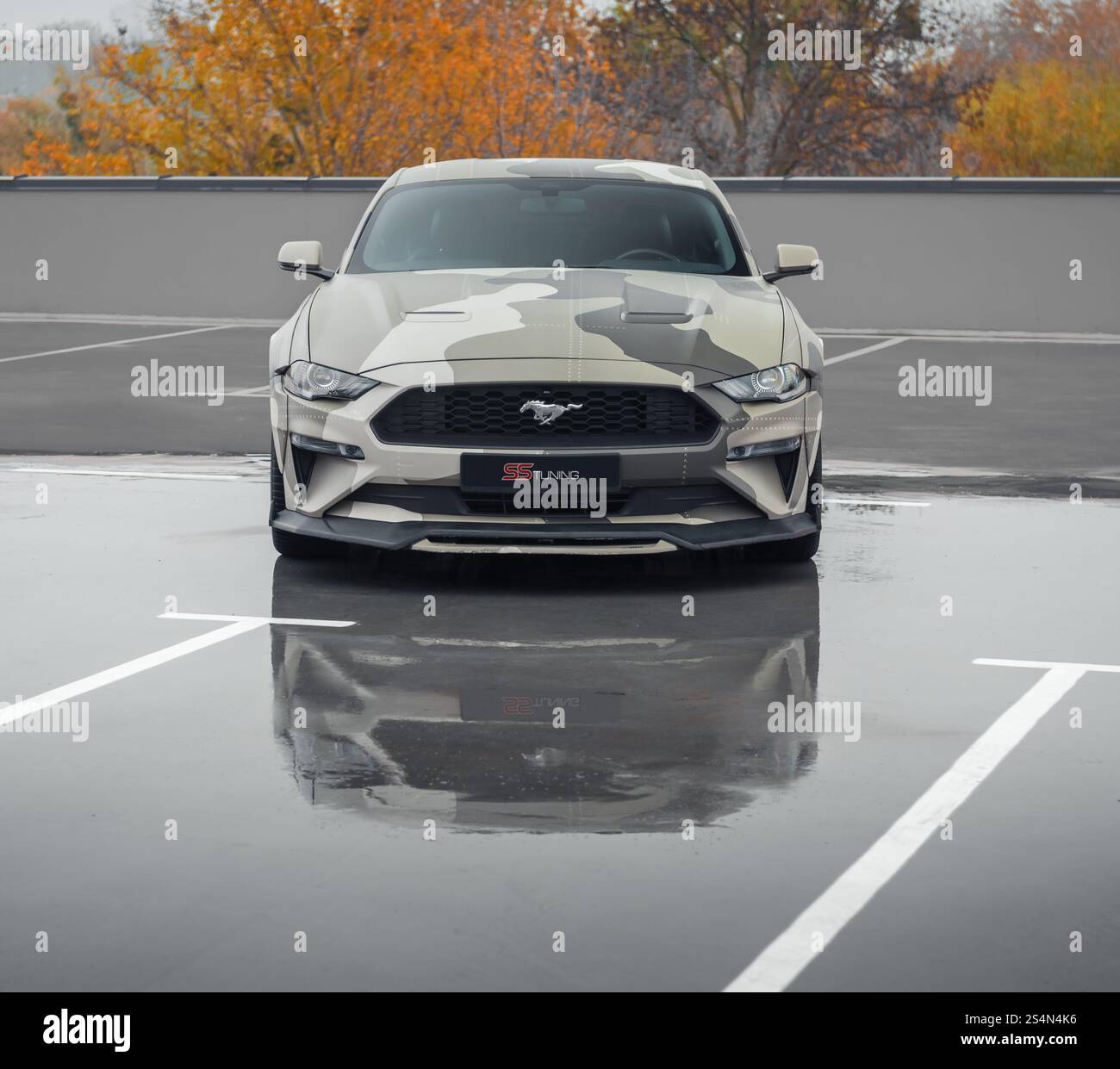 Greenish camo Ford Mustang in parking lot. Front view of american pony car parked on wet concrete surface, autumn trees int he background. Stock Photo