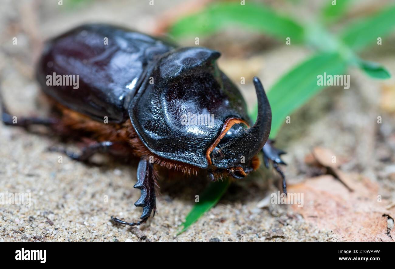 Oryctes nasicornis beetle in the nature Stock Photo