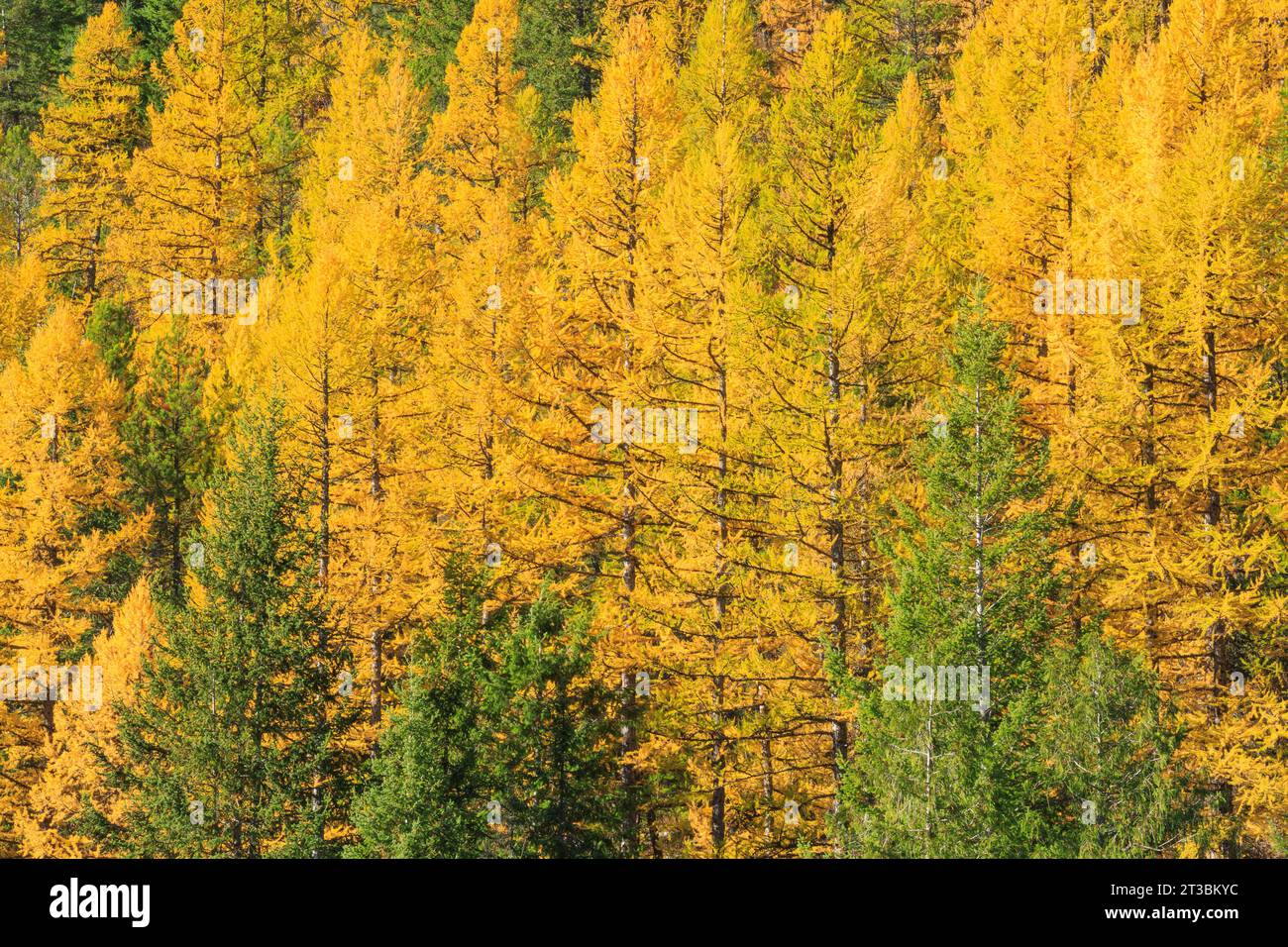 western larch in fall color near west glacier, montana Stock Photo