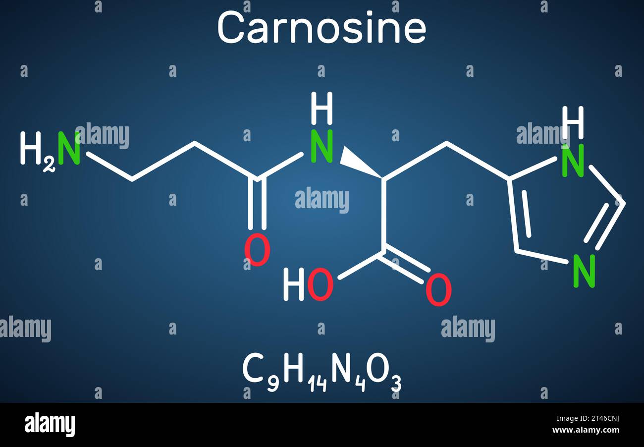 Carnosine dipeptide molecule. It is anticonvulsant, antioxidant, antineoplastic agent, human metabolite. Structural chemical formula on the dark blue Stock Vector