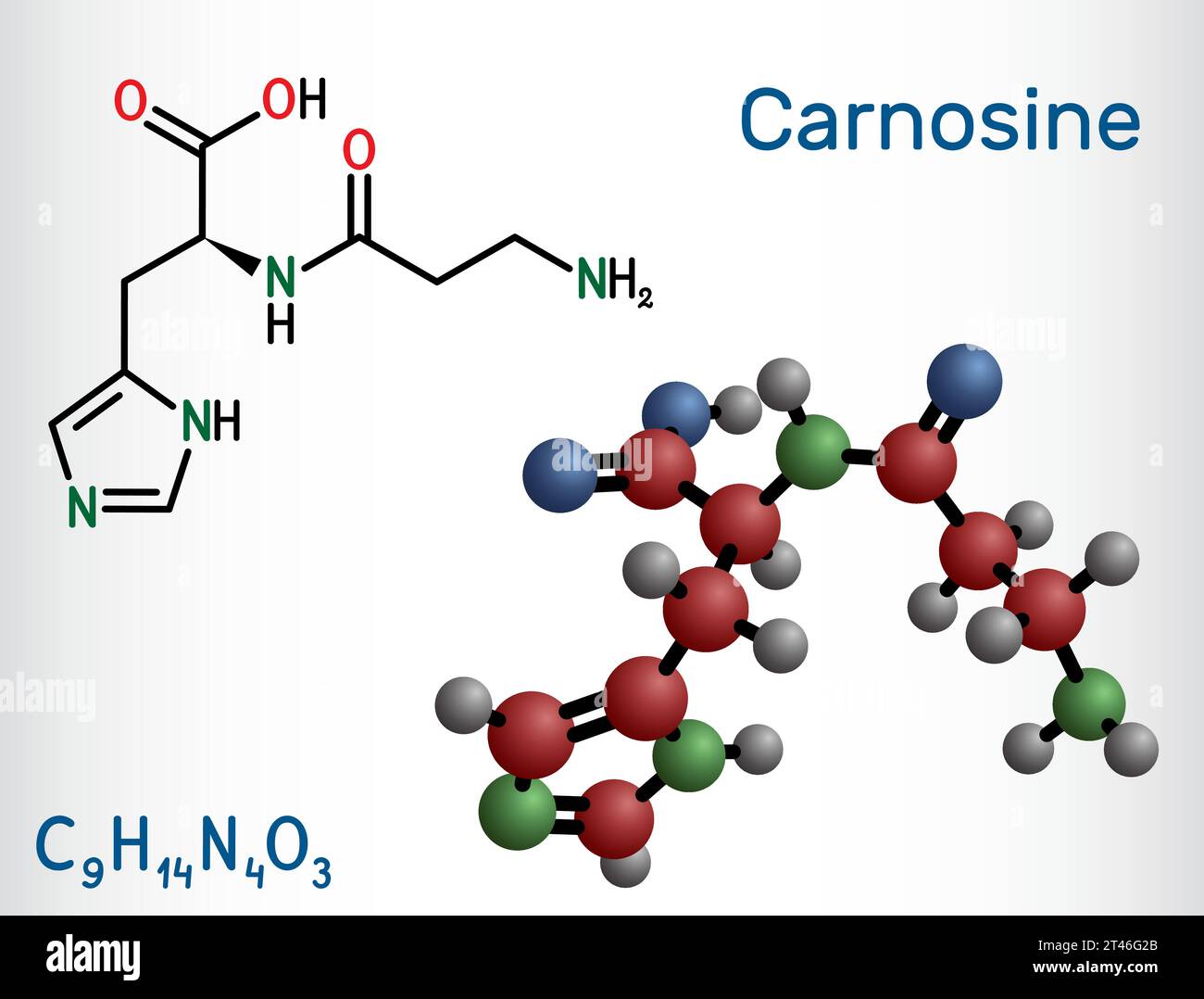 Carnosine dipeptide molecule. It is anticonvulsant, antioxidant, antineoplastic agent, human metabolite. Structural chemical formula and molecule mode Stock Vector