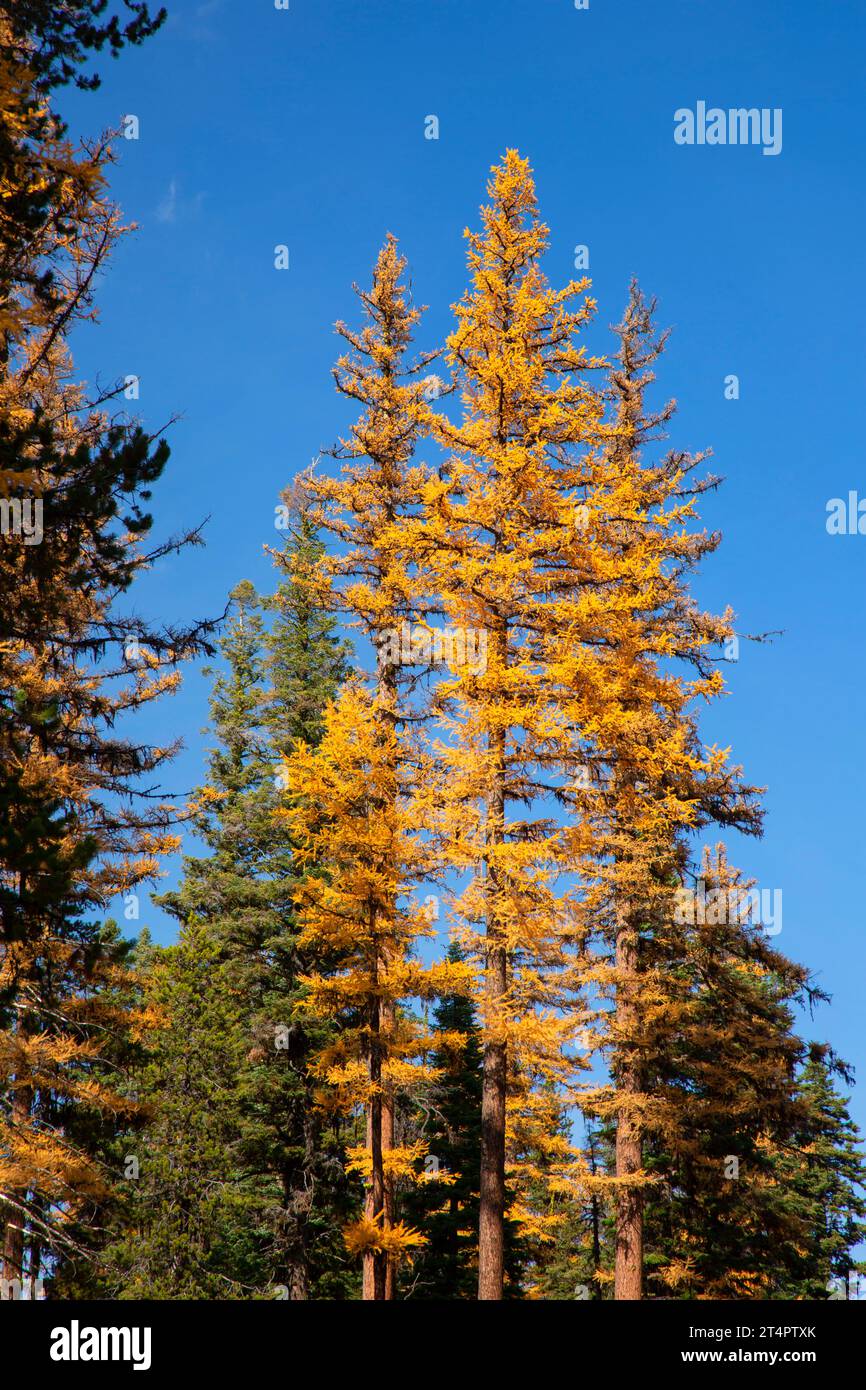 Western larch (Larix occidentalis) in autumn, Malheur National Forest, Oregon Stock Photo