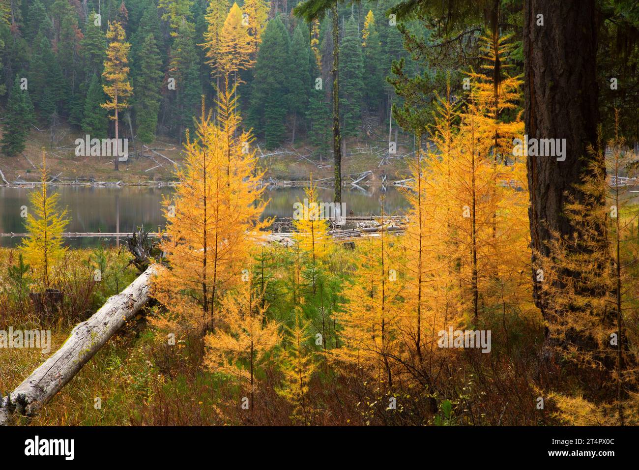 Magone Lake Trail with Western larch (Larix occidentalis), Malheur National Forest, Oregon Stock Photo