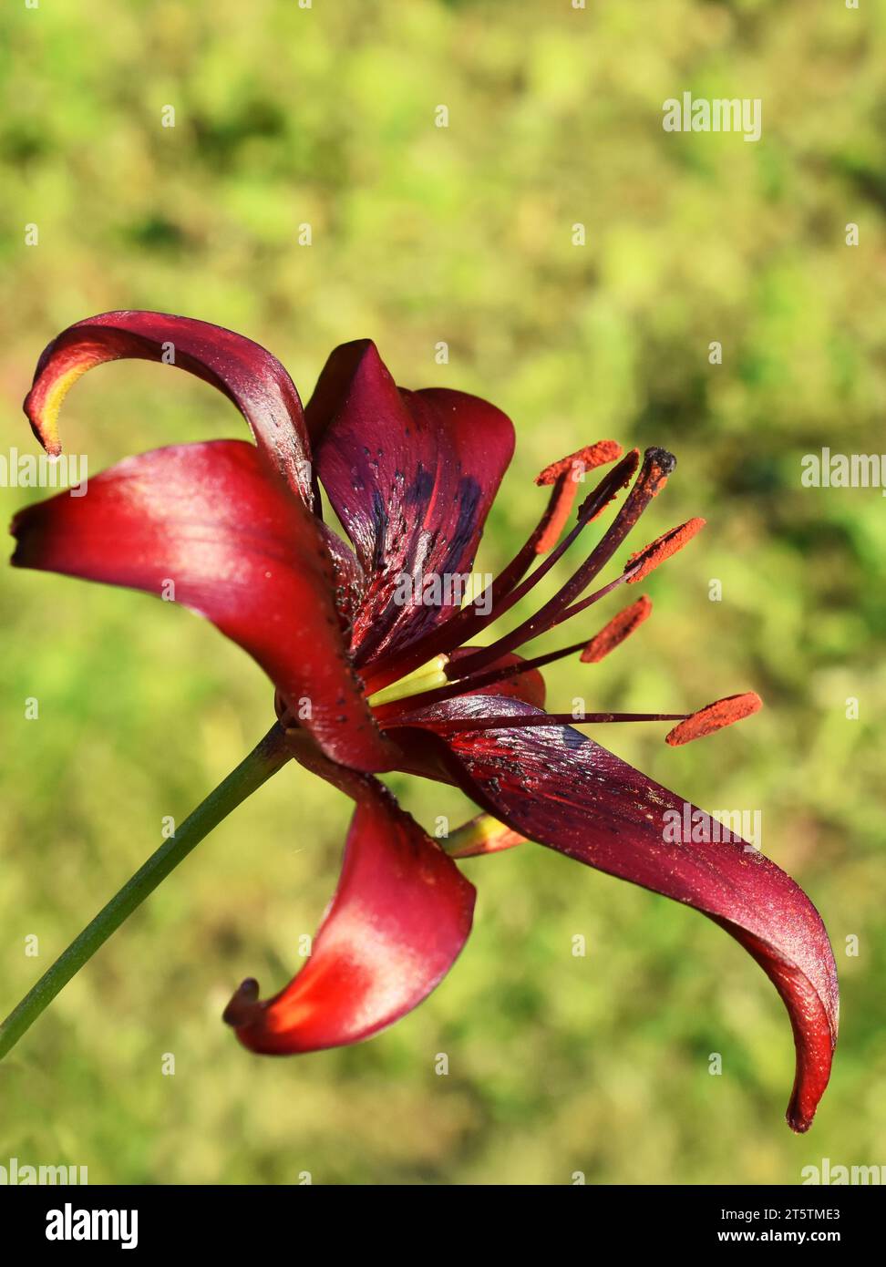 Big red lily flower on green background in a garden Stock Photo