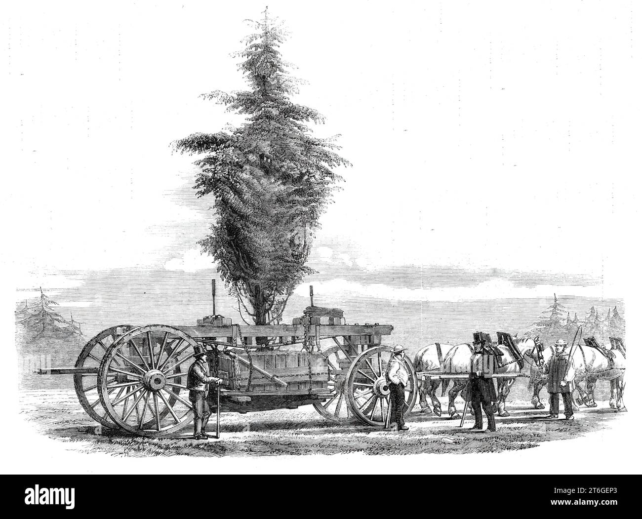 Removal of a large tree from Chiswick to the new gardens of the Horticultural Society at South Kensington, [London], 1860. 'The subject before us is a fine specimen of the deodar, 26ft. high and 18ft. through, which was removal from the society's gardens at Chiswick. Its weight, with the ball of earth attached, was not less than eight tons. The mode of operation is as follows: After the tree had been duly prepared, a strong platform of wooden planks was placed under the ball of earth containing the roots. The sides were also secured by means of planks and short boards to prevent the roots from Stock Photo