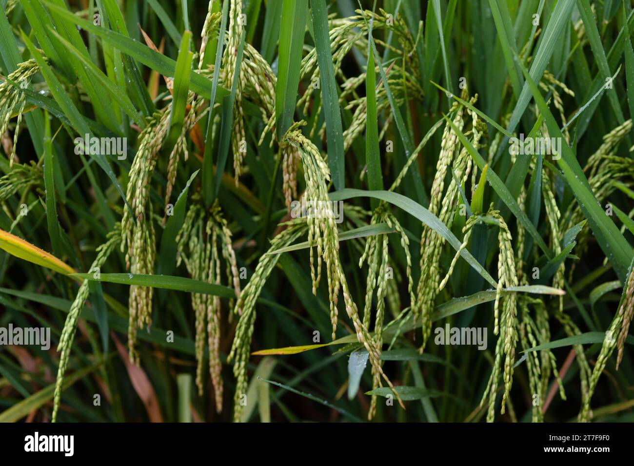 Rice platation in Bali, Indonesia Stock Photo