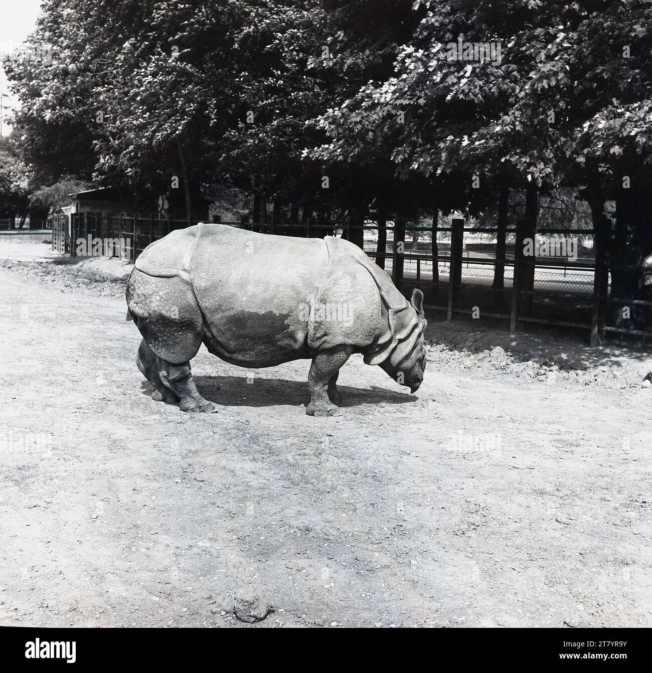 1970s, historical, side-view of a Greater one-horned rhino (indian rhino) in its enclosure at the Whipsnade Safari Park, England, UK. One of three rhinos found in Asia, the Indian rhinoceros is one of the largest rhino's in the world. The rhino population is on the most endangered species in the world, with its natural inhabitat under constant threat and from hunting. These large mamals diet is based on grazing and plants and despite their size and heavy weight, can achieve a running speed of 55km/h. Stock Photo