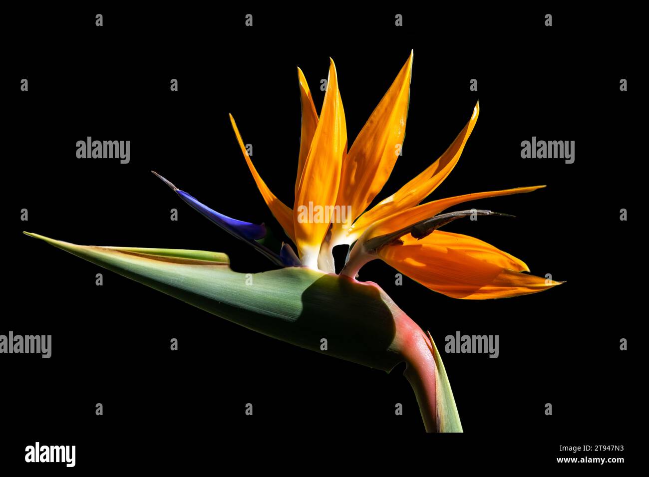 Colorful bird of paradise flower isolated on a black background. Stock Photo