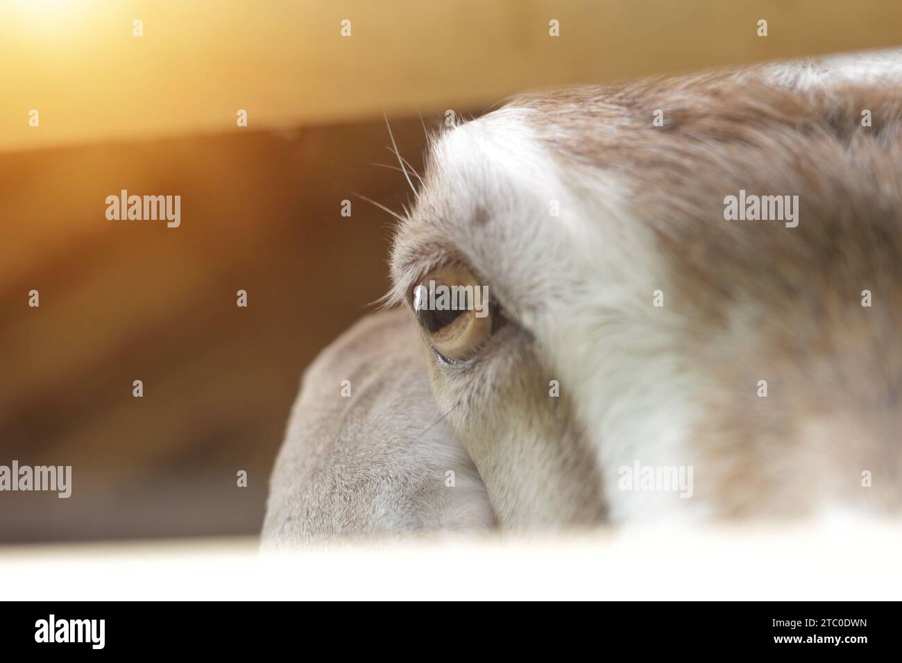 closeup of goat's eyes front view copy space optical flare, Indonesian Javanese goat Stock Photo