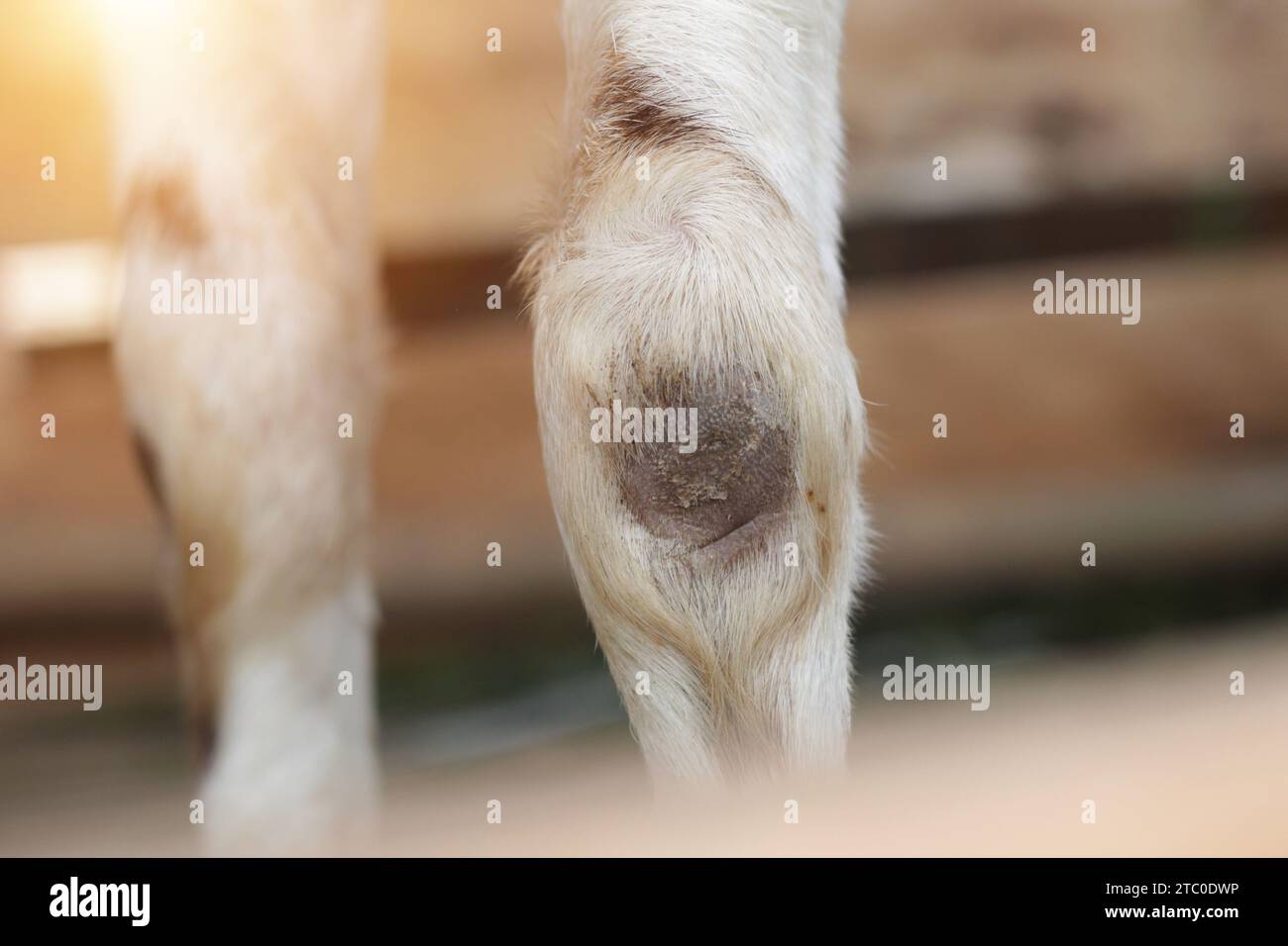 closeup of goat's front legs losing hair due to wood rubbing, deformed goat legs Stock Photo