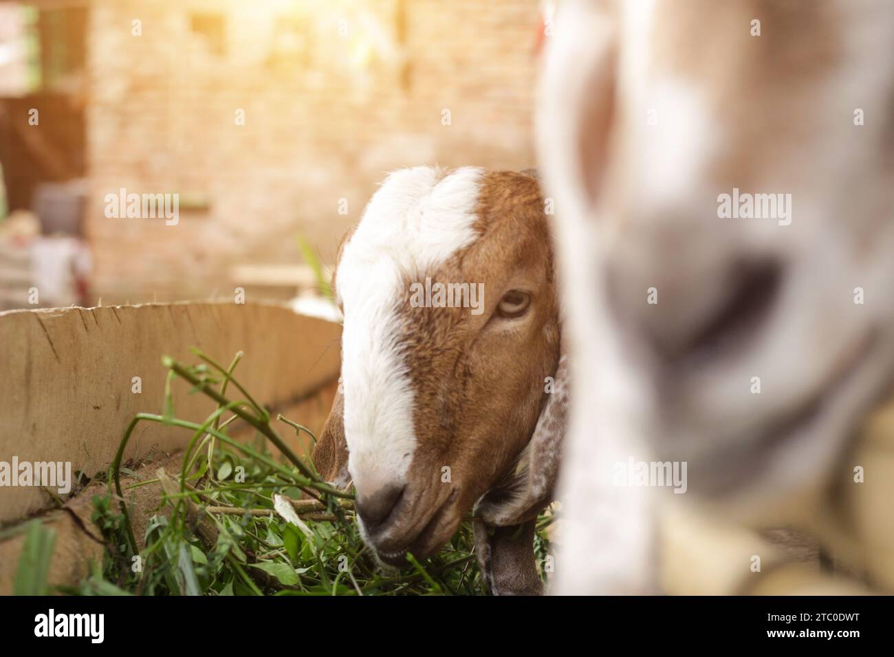 Side view of brown white fur goat eating grass in a pen with optical flare background Stock Photo