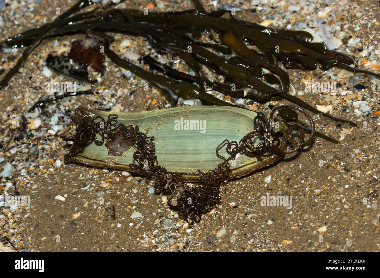 The egg-case of the Small-spotted Catshark or Dogfish is called a Mermaid's Purse. These eggs are sometimes broken free of the seaweed Stock Photo