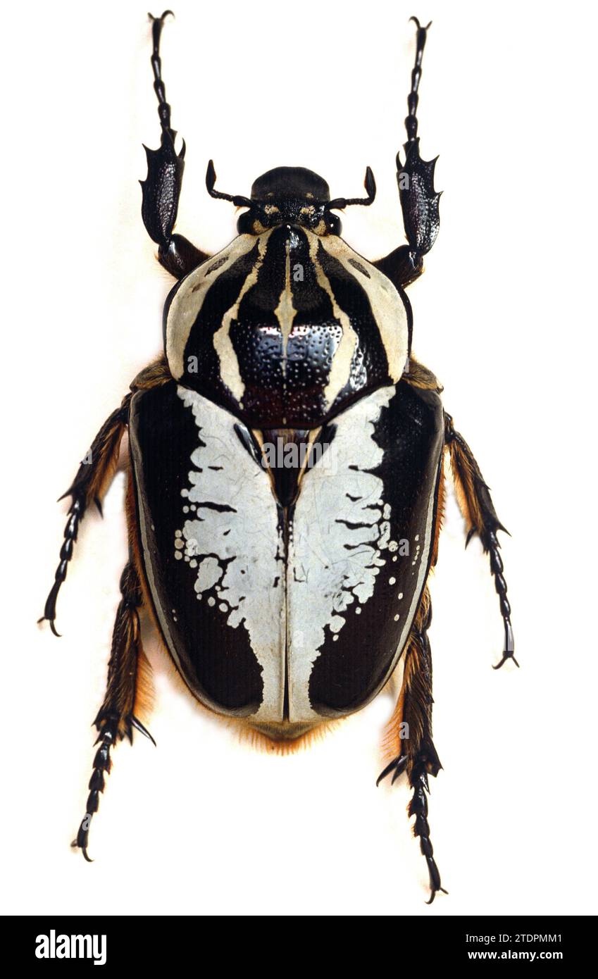 Royal goliath beetle (Goliathus regius) female. This beetle is native to western equatorial Africa. Stock Photo