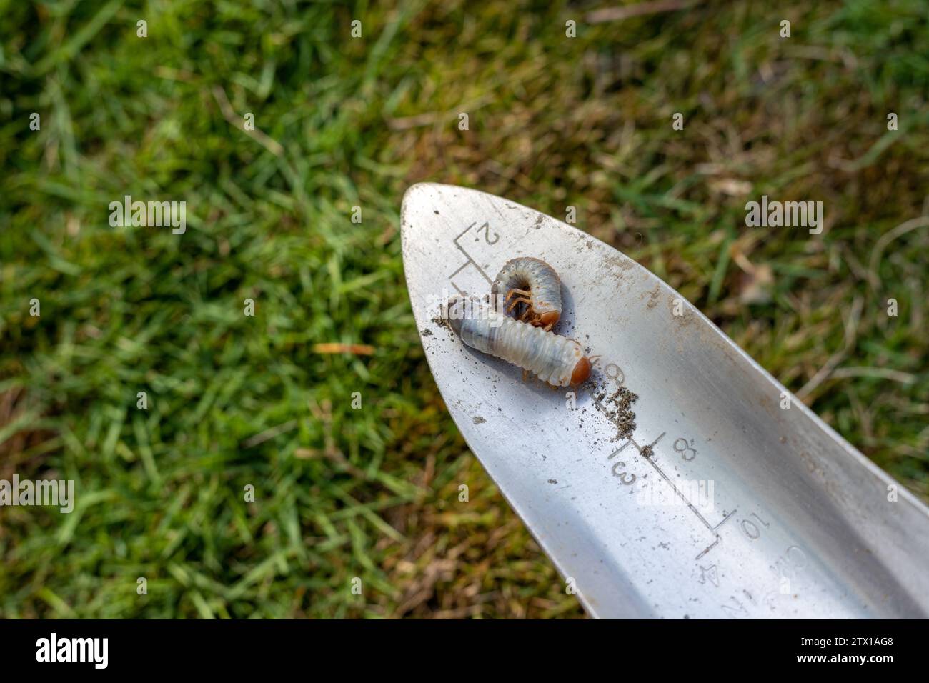 Closeup of white earth worm Stock Photo