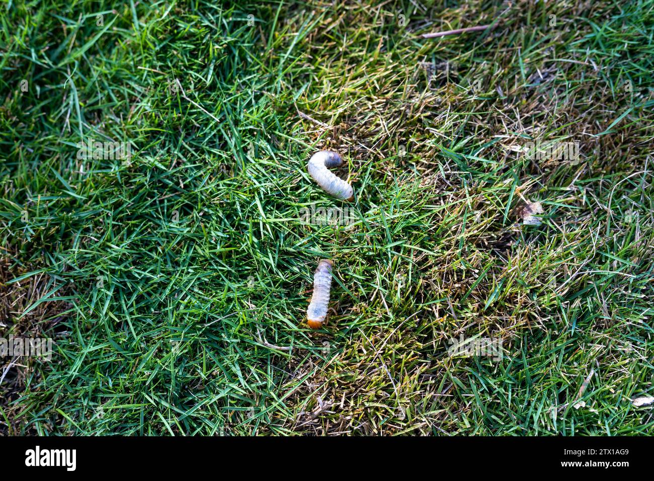 Earth worm crawling in the lawn Stock Photo