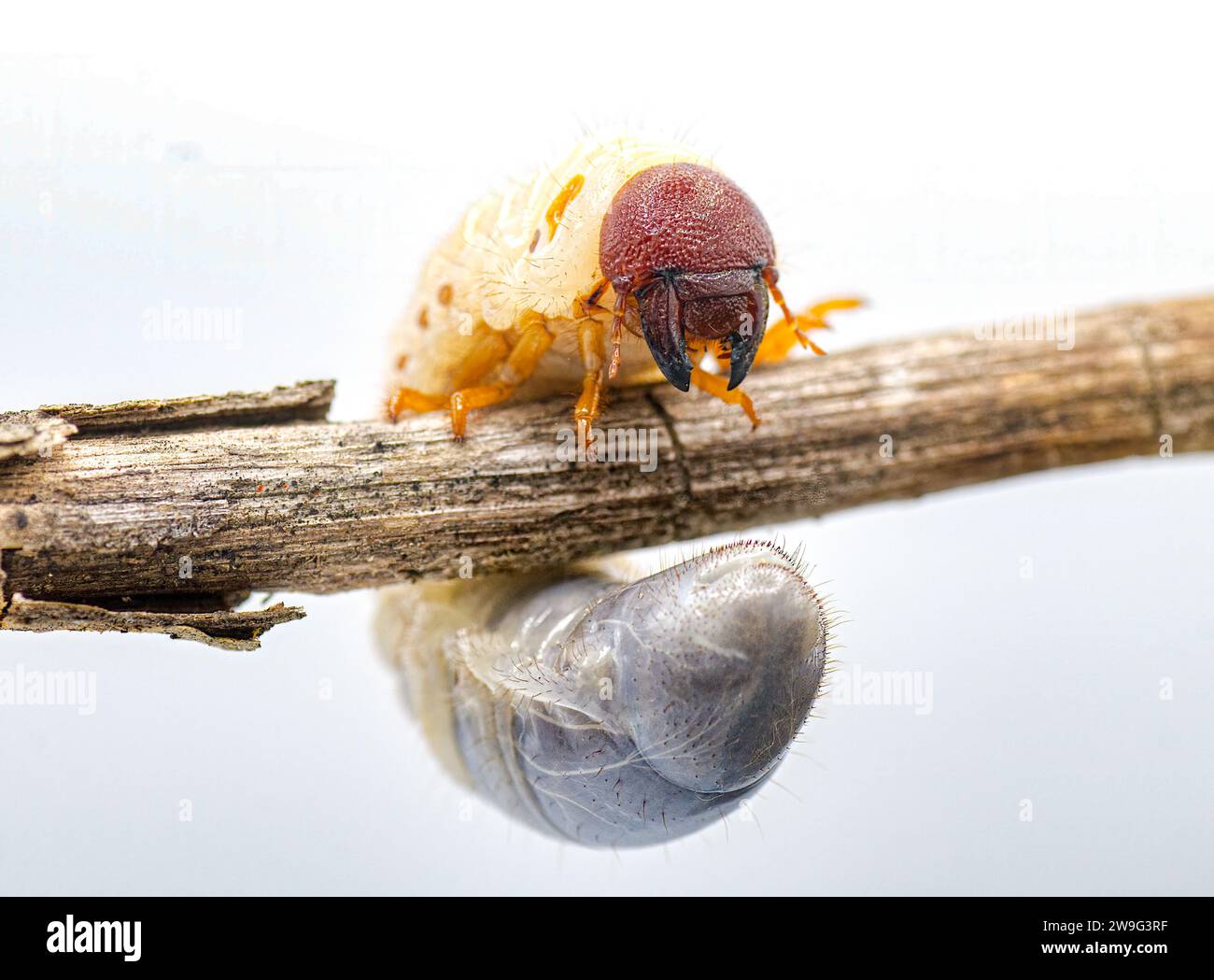 Close up view of white ground grub worm that people frequently find in home landscape, soil and lawns Stock Photo