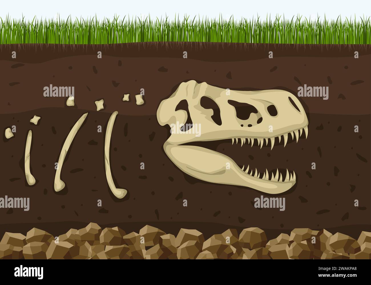 Dinosaur fossil skeleton in soil layers, Dinosaurs reptile skull . Archeology buried bones, ancient extinct prehistory. History of life on Earth conce Stock Vector