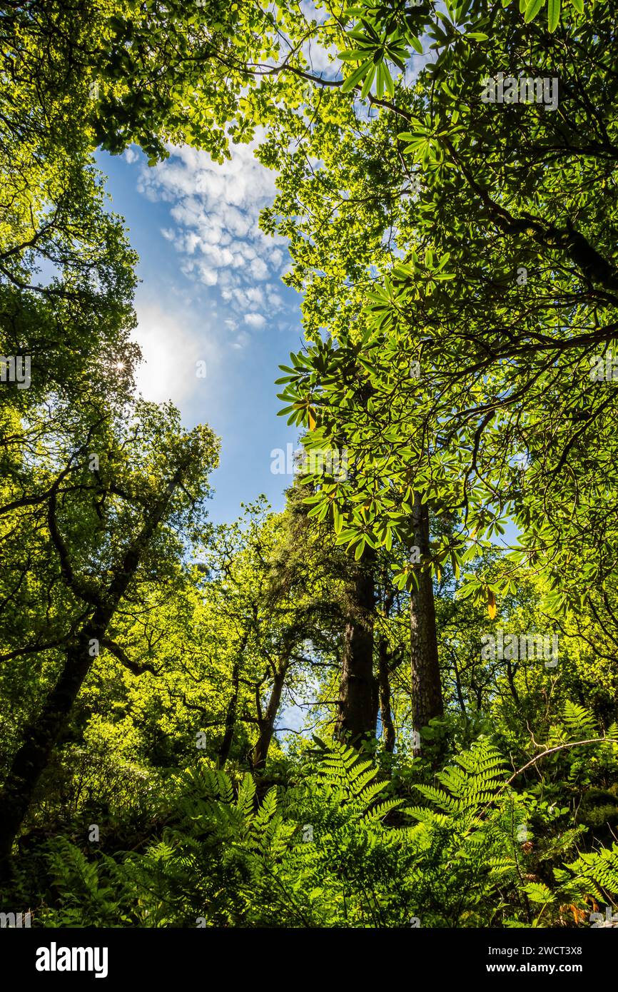 Mature woodland, strongly backlit with ferns & tall Rhododendron shrubs, Cumbria, May Stock Photo