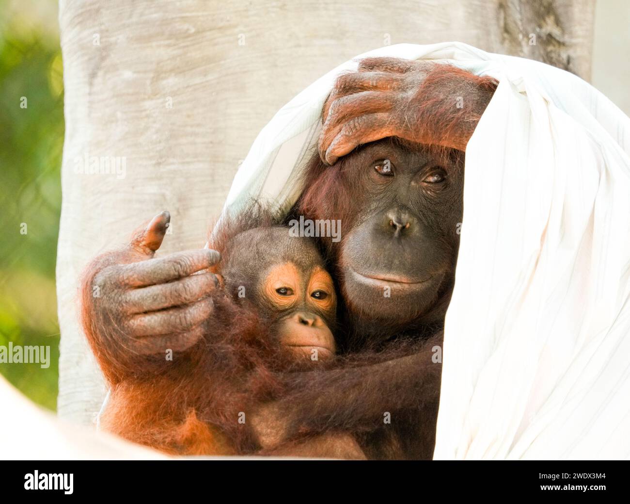 Naples, United States. 21st Jan, 2024. Bornean Orangutan on display at the Naples Zoo Animal Exhibits, Wednesday, January 17, 2024 in Naples Florida. Photos by Credit: Jennifer Graylock/Alamy Live News Stock Photo