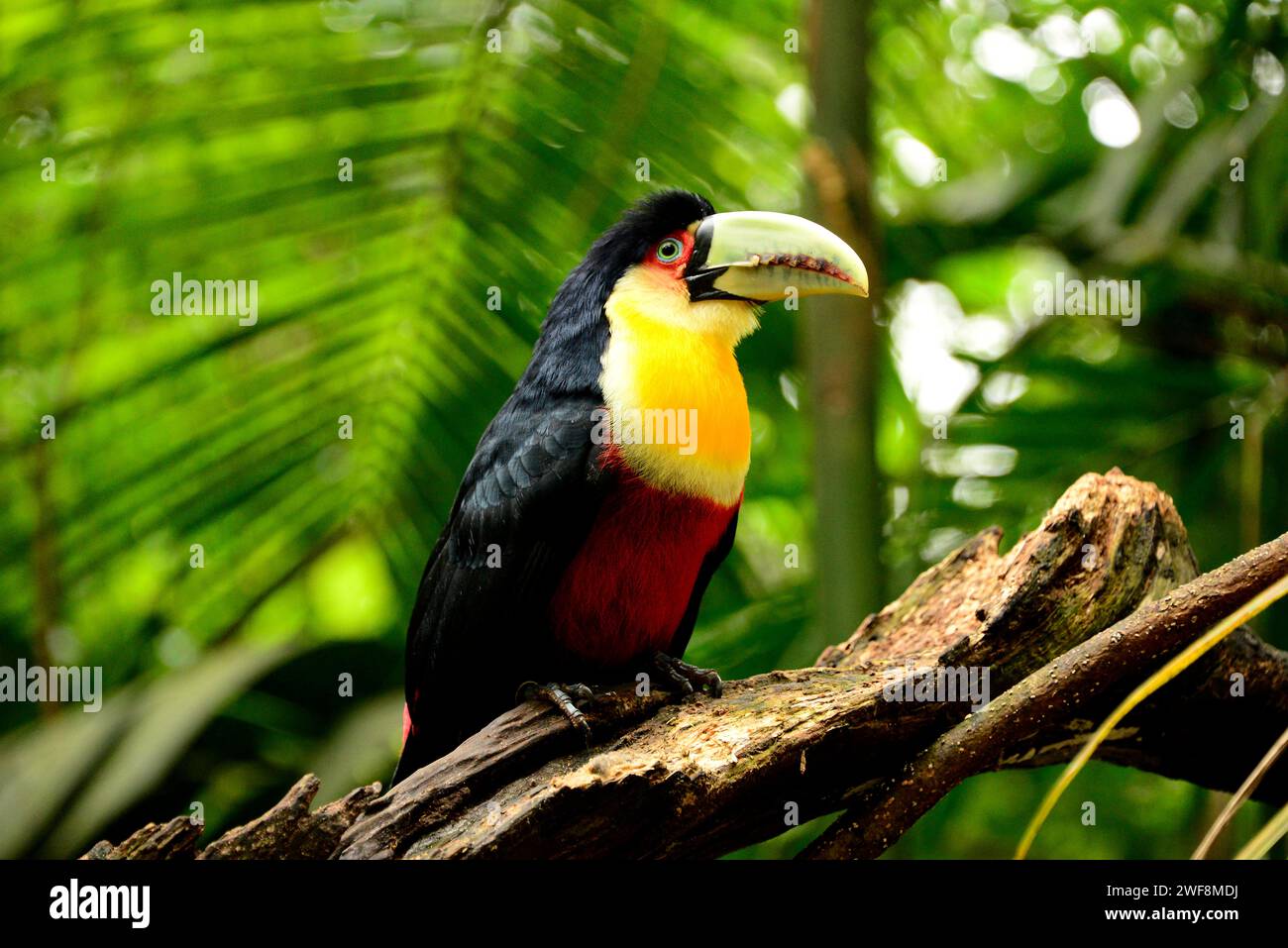 Green-billed toucan (Ramphastos dicolorus) is a colorful bird native to ...