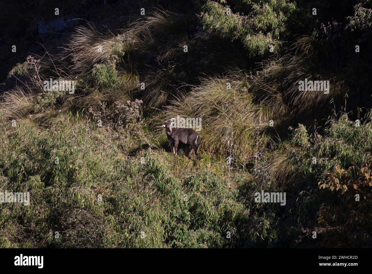 Himalayan brown goral, Nemorhaedus goral, goat herd , wild goat, Zuluk, Sikkim, India Stock Photo