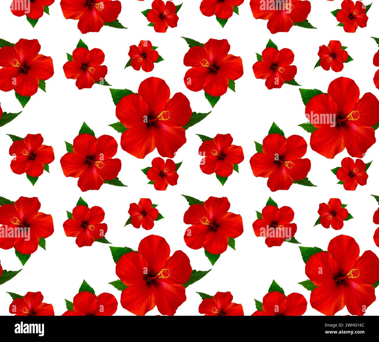 Red hibiscus flower on white background Stock Photo