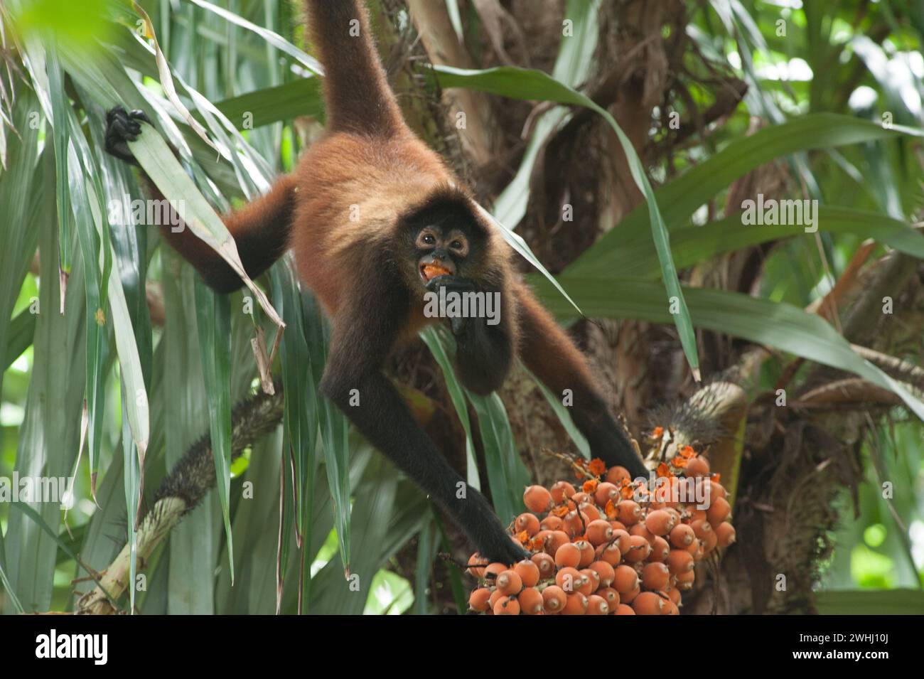 Species: Spider Monkey (Ateles geoffroyi) Location: Corcovado National Park (La Leona, Madrigal), Osa Peninsula, Costa Rica Information: Spider monkey Stock Photo