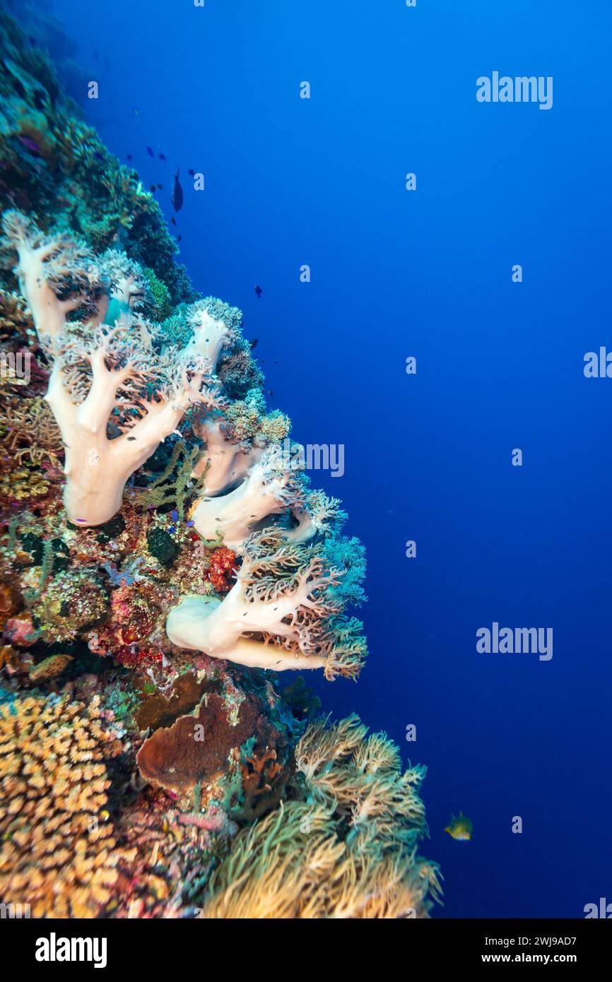 Healthy coral reef landscape with various hard corals Stock Photo - Alamy