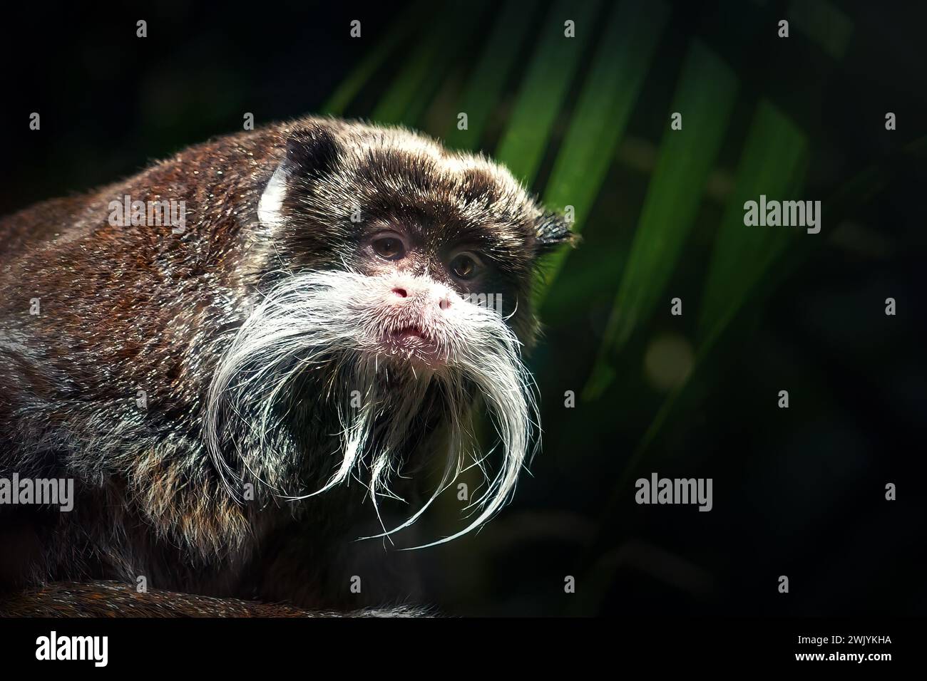 Emperor Tamarin (Saguinus imperator) Stock Photo