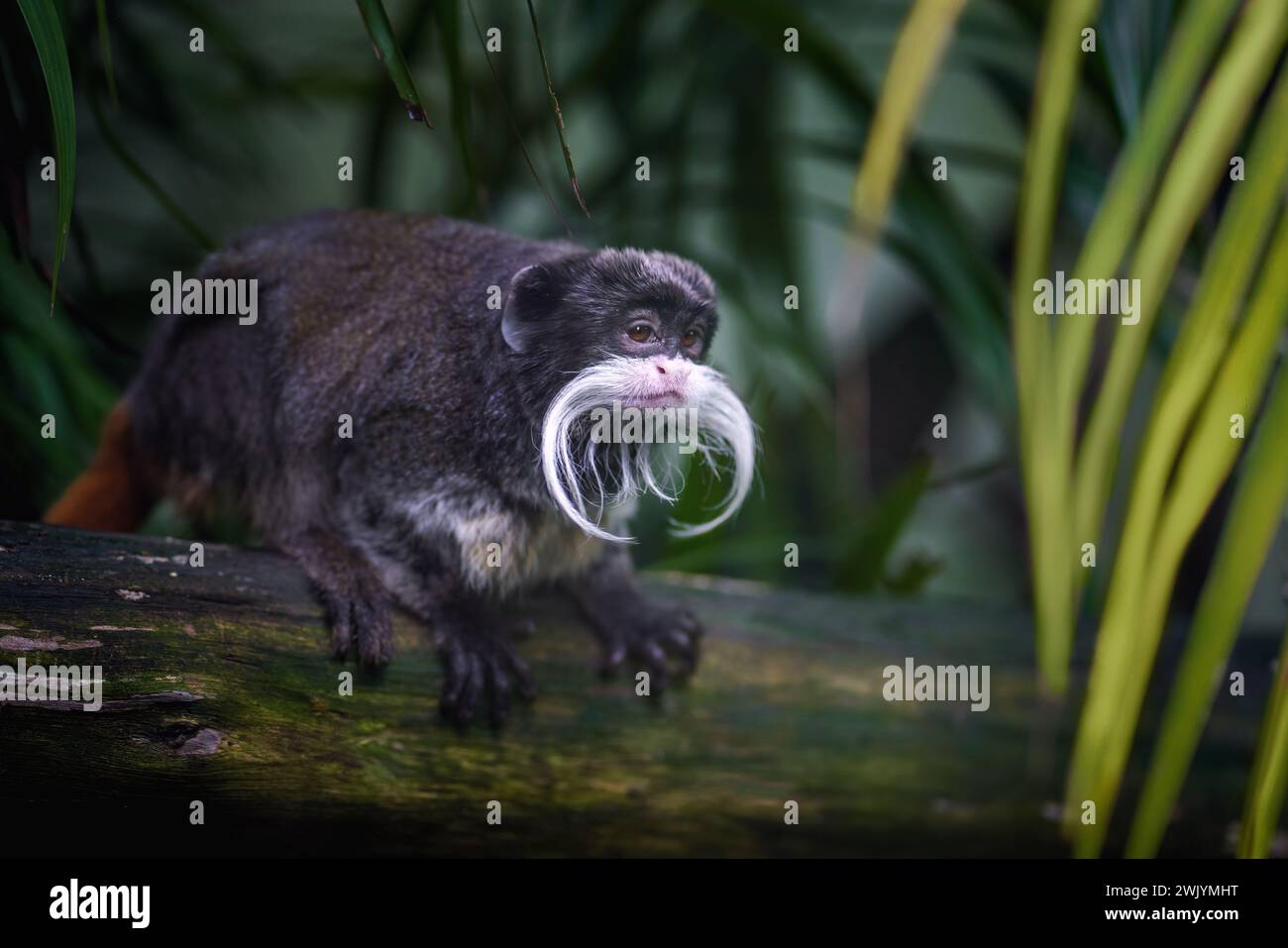 Emperor Tamarin (Saguinus imperator) Stock Photo