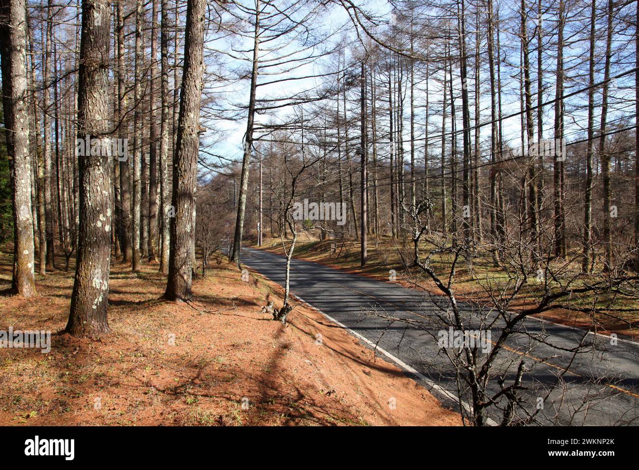 Wooded pine forest area at the based of Mount Fuji near Gotemba, Shizuoka, Japan. Stock Photo