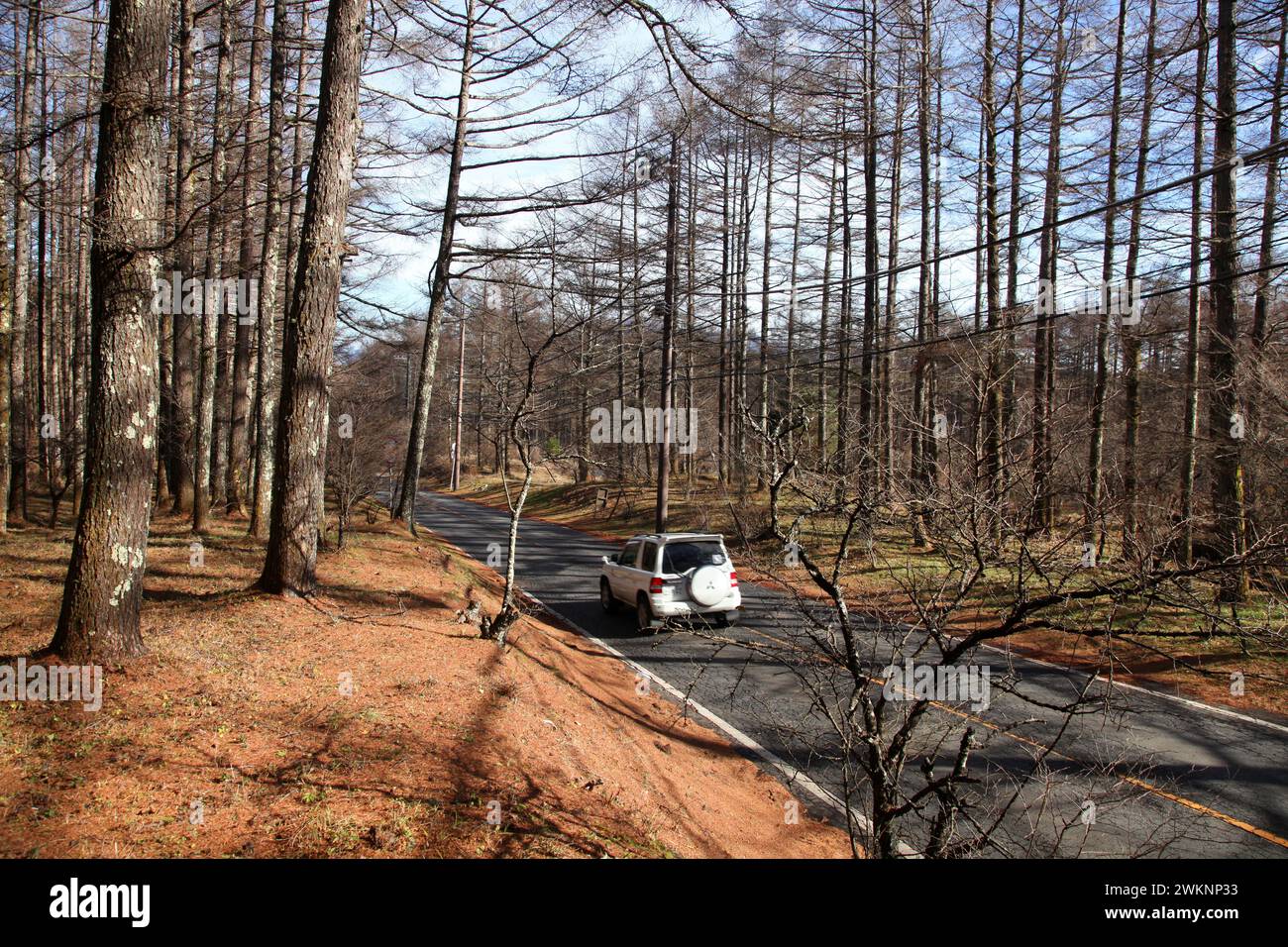 Wooded pine forest area at the based of Mount Fuji near Gotemba, Shizuoka, Japan. Stock Photo