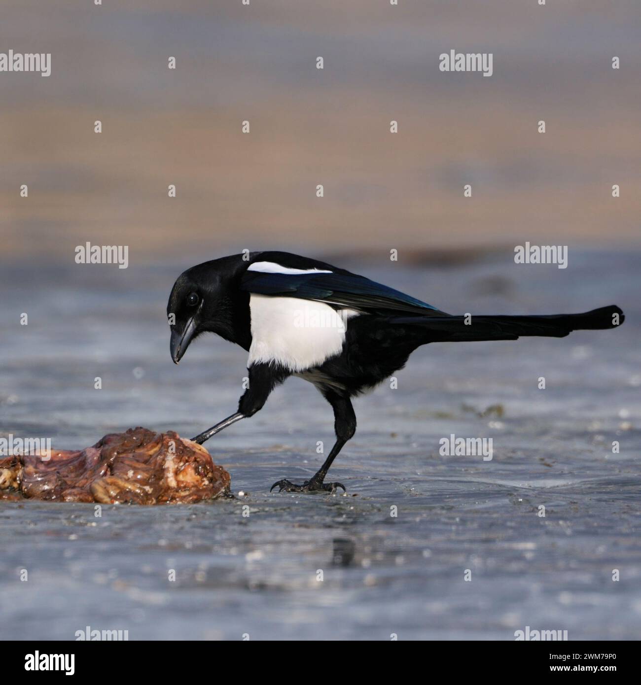 Eurasian Magpie  ( Pica pica ) on a frozen lake with some carrion, controlling / testing, carrion, wildlife, Europe. Stock Photo