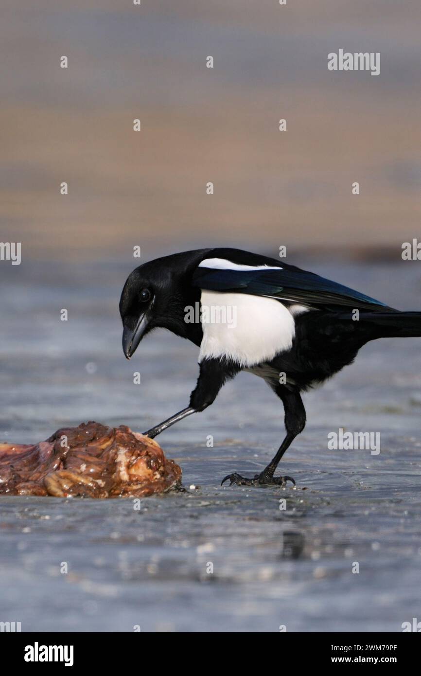 Eurasian Magpie  ( Pica pica ) on a frozen lake with some carrion, controlling / testing, carrion, wildlife, Europe. Stock Photo