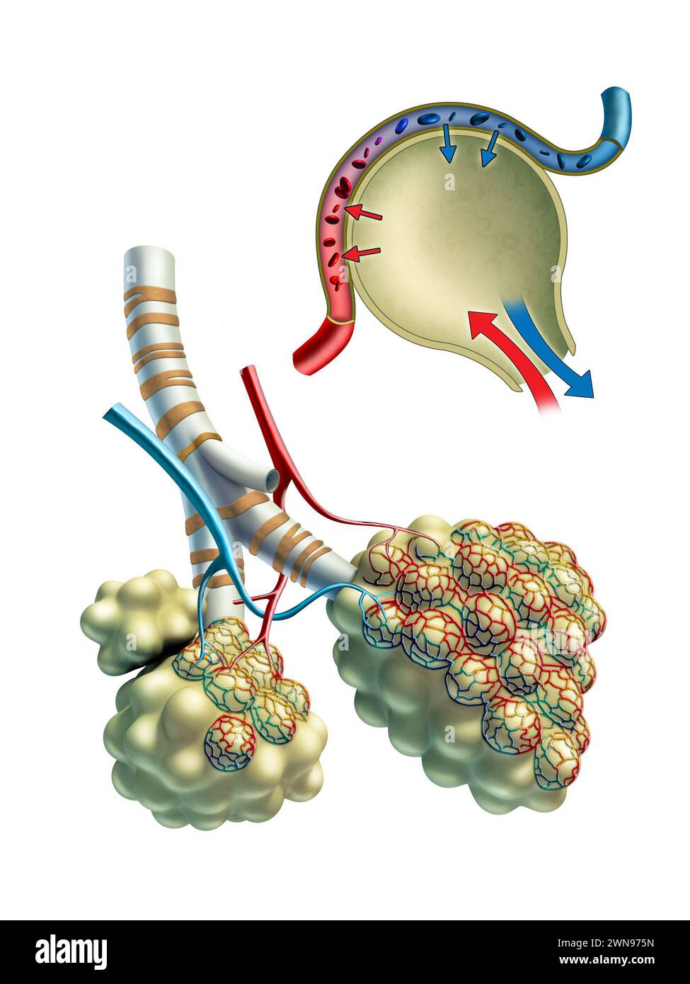 Anatomical illustration showing some pulmonar alveoli and the gaseous exchange taking place inside them. Digital illustration. Stock Photo