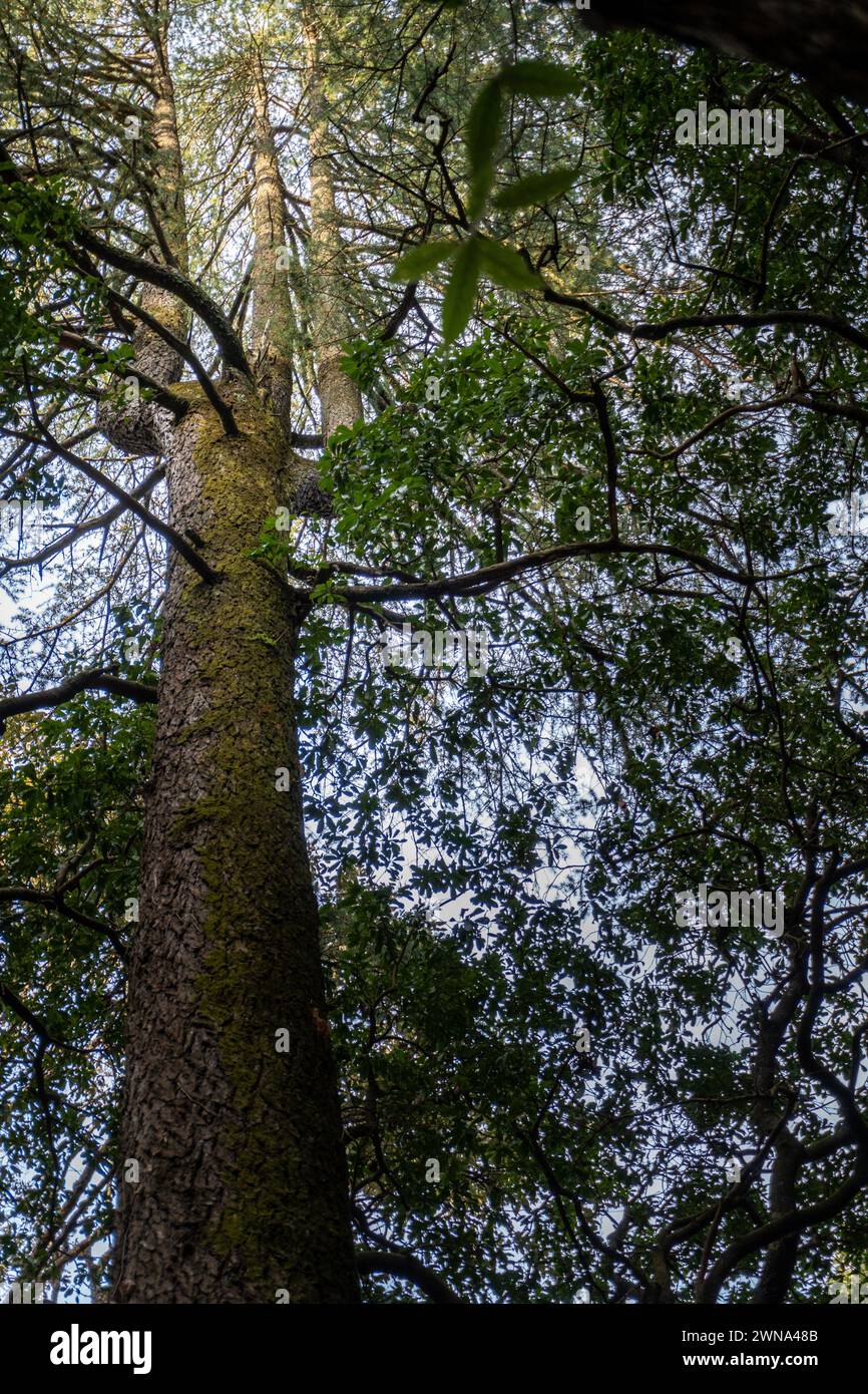 A mystical trident or Trishul shaped Deodar Tree a symbol of Lord Shiva at Tarkeshar Mahdev temple , a Hindu Pilgrimage in Pauri Garhwal Uttarakhand Stock Photo