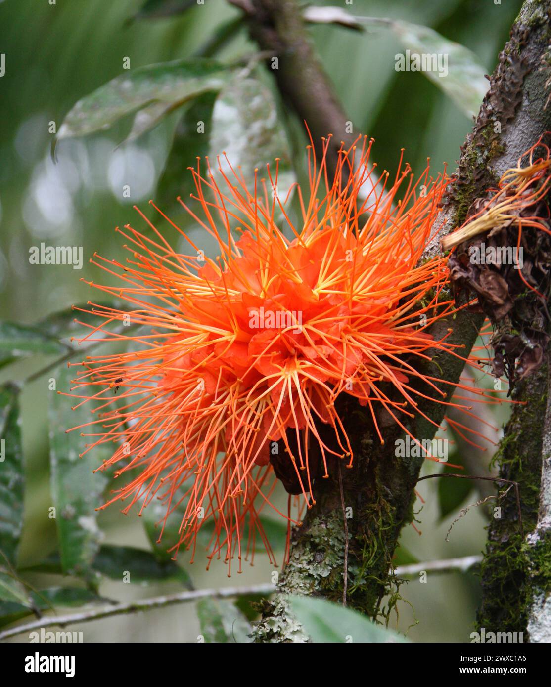 Rose of Venezuela, Scarlet Flame Bean, rosa de monte, Brownea grandiceps, Fabaceae (Leguminosae). Costa Rica. Stock Photo