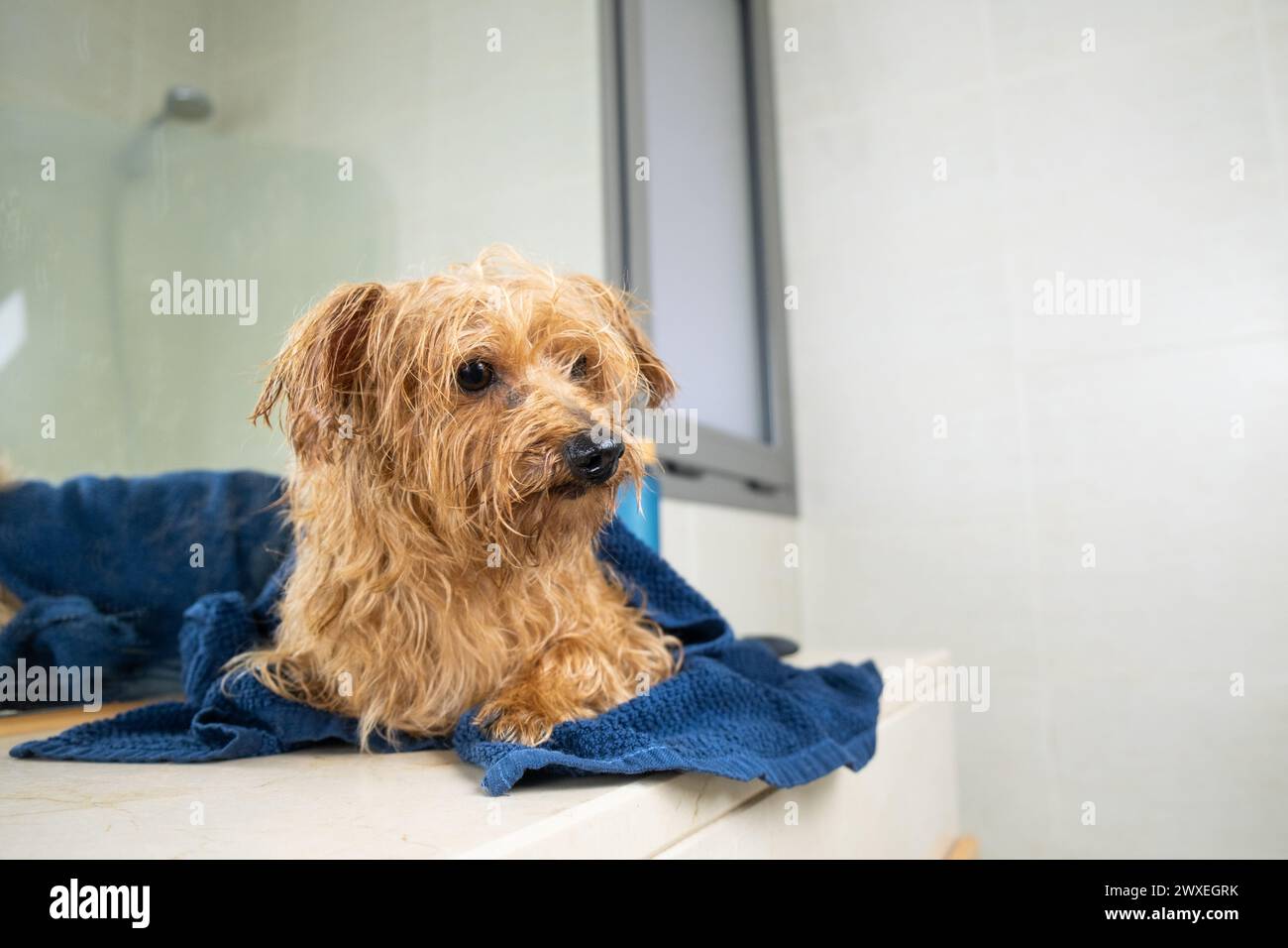 A little brown mongrel dog is waiting for his owner with a blue towel after a bath. The little dog is wet. Loving and caring for pets in the home. Stock Photo