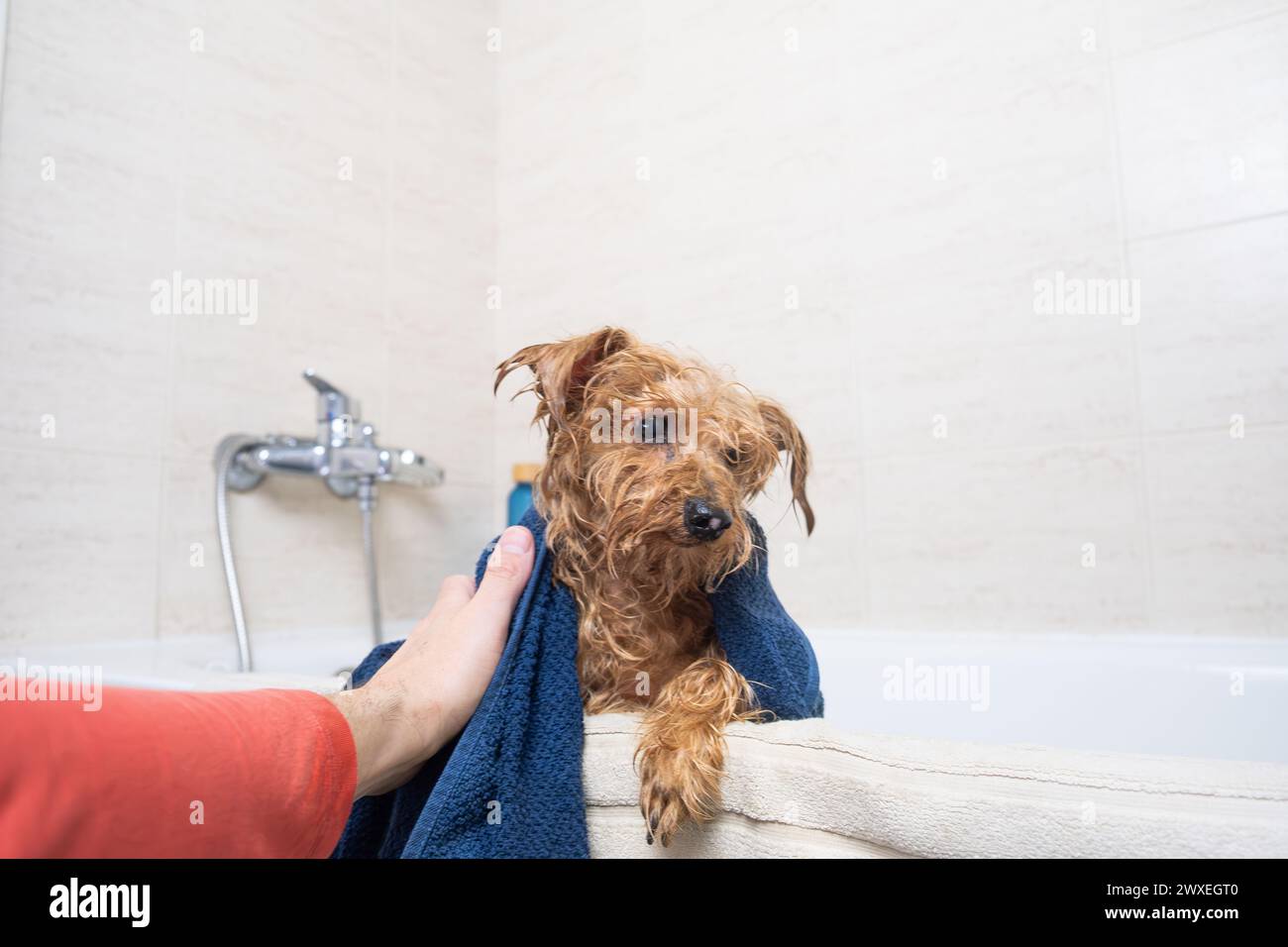 A man's hand dries his pet with a blue towel after his bath. The little dog is a brown mongrel and is wet. Love and care for pets in the home. Stock Photo