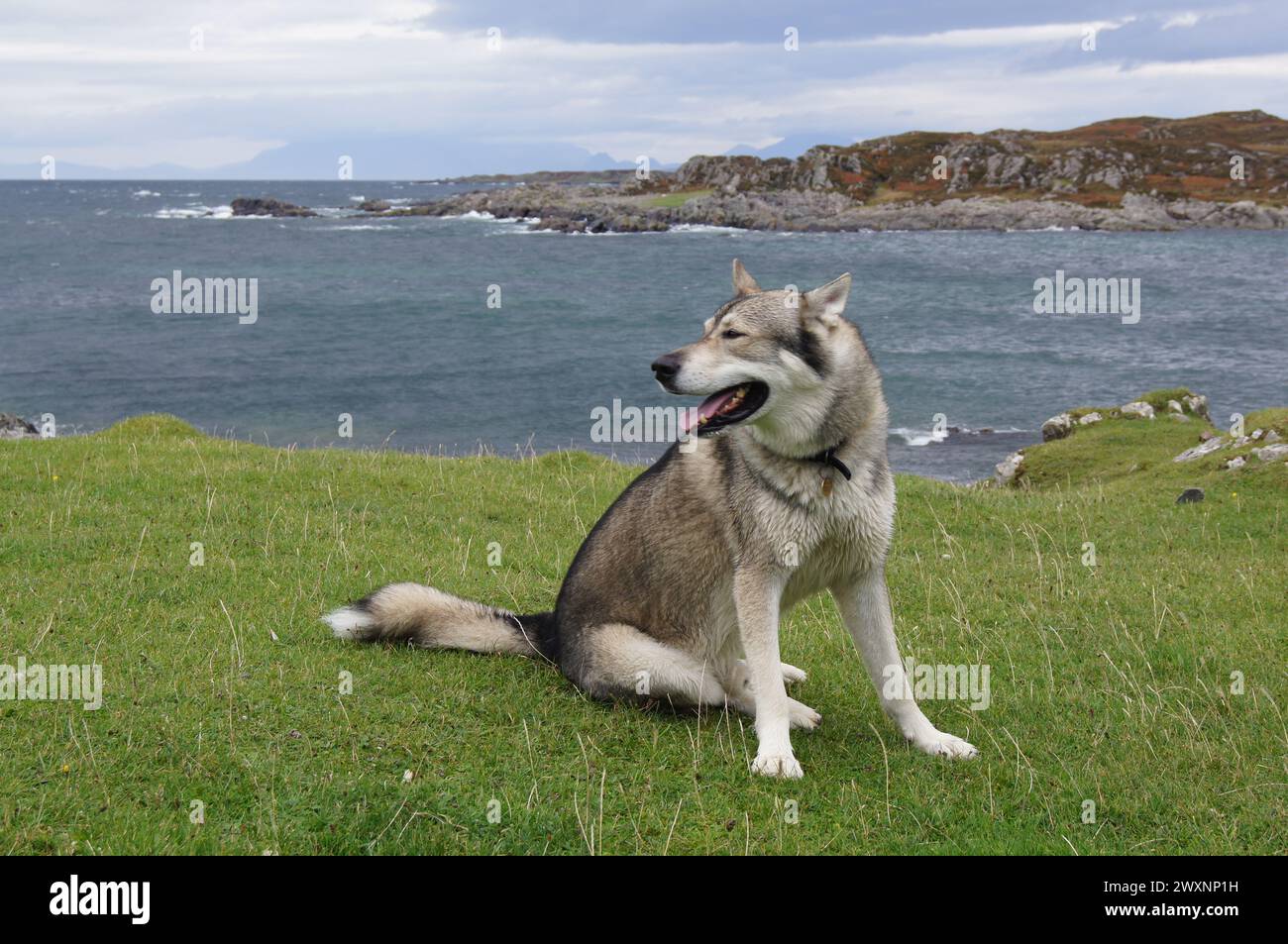 Tamaskan Wolf Dog at Rhu Beach near Arisaig in Lochaber, Inverness-shire, Scotland, UK Stock Photo