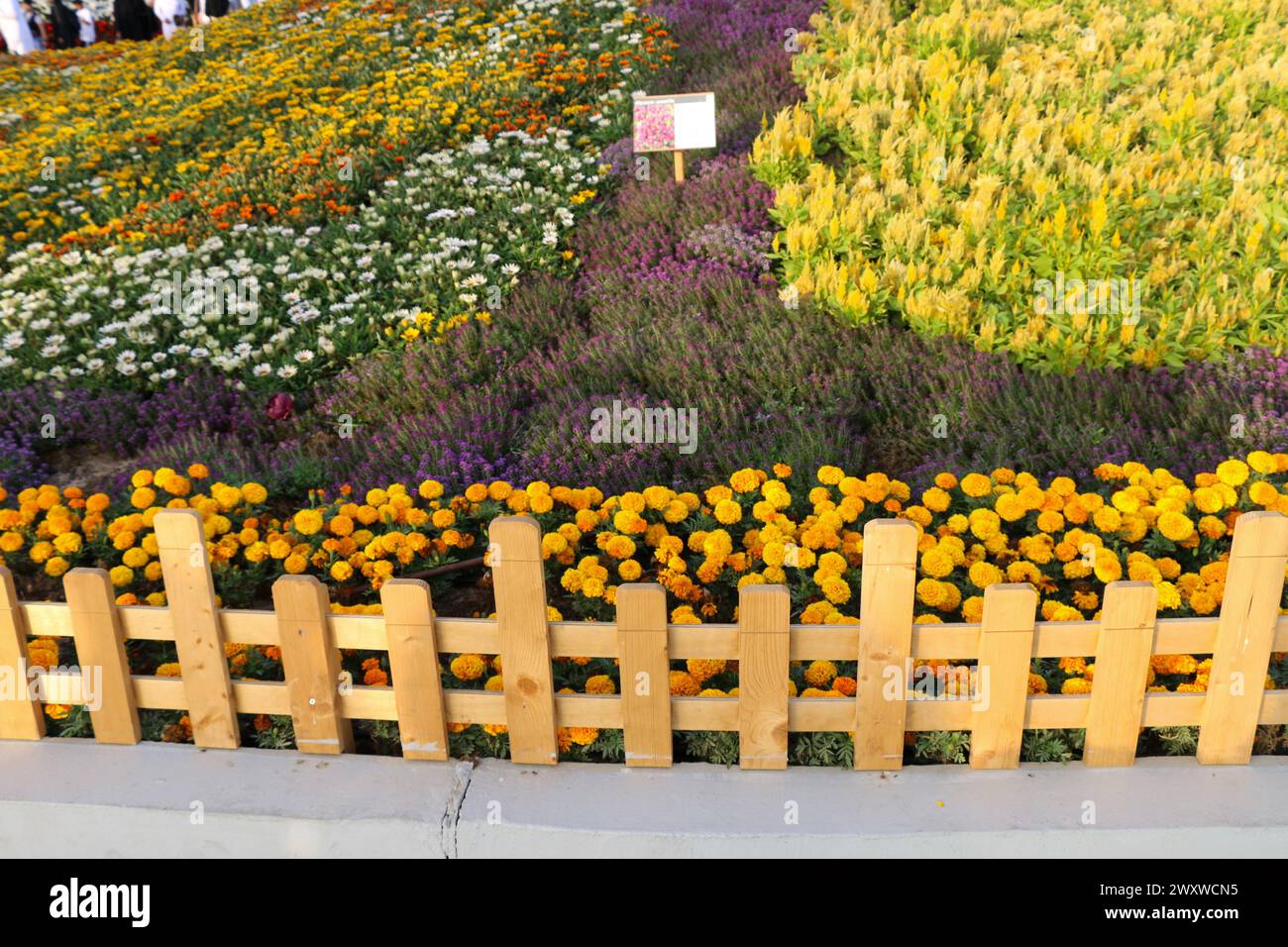 Yanbu, Madinah region, Saudi Arabia. 23 Mars 2019 - Flower festival - Yearly event organized by the Royal Commission Stock Photo