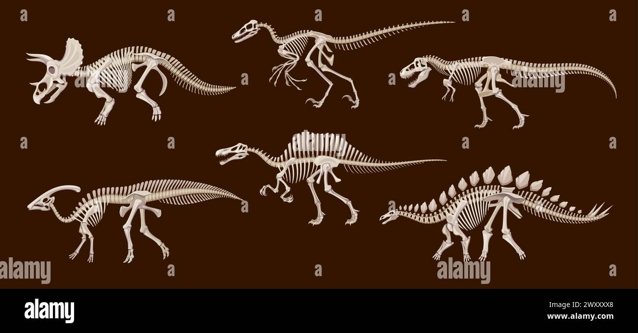 Cartoon dinosaur fossil skeletons, vector dino animals skulls and bones. Triceratops, tyrannosaurus rex, stegosaurus and spinosaurus, parasaurolophus and utahraptor ancient reptile monster skeletons Stock Vector