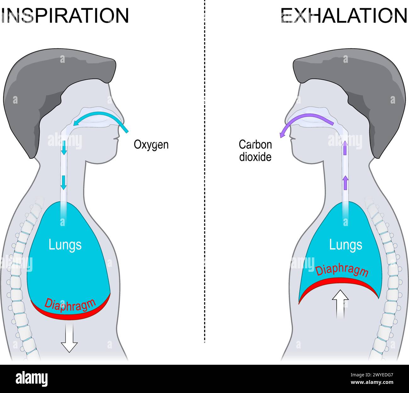 Breathing. Exhalation and Inspiration. Side view of a human body with Diaphragm and Lungs cavity. vector illustration isolated on white background. Stock Vector