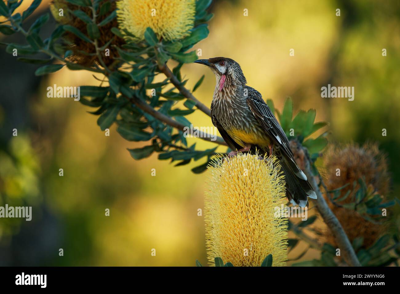 Red Wattlebird - Anthochaera carunculata is a passerine bird native to ...